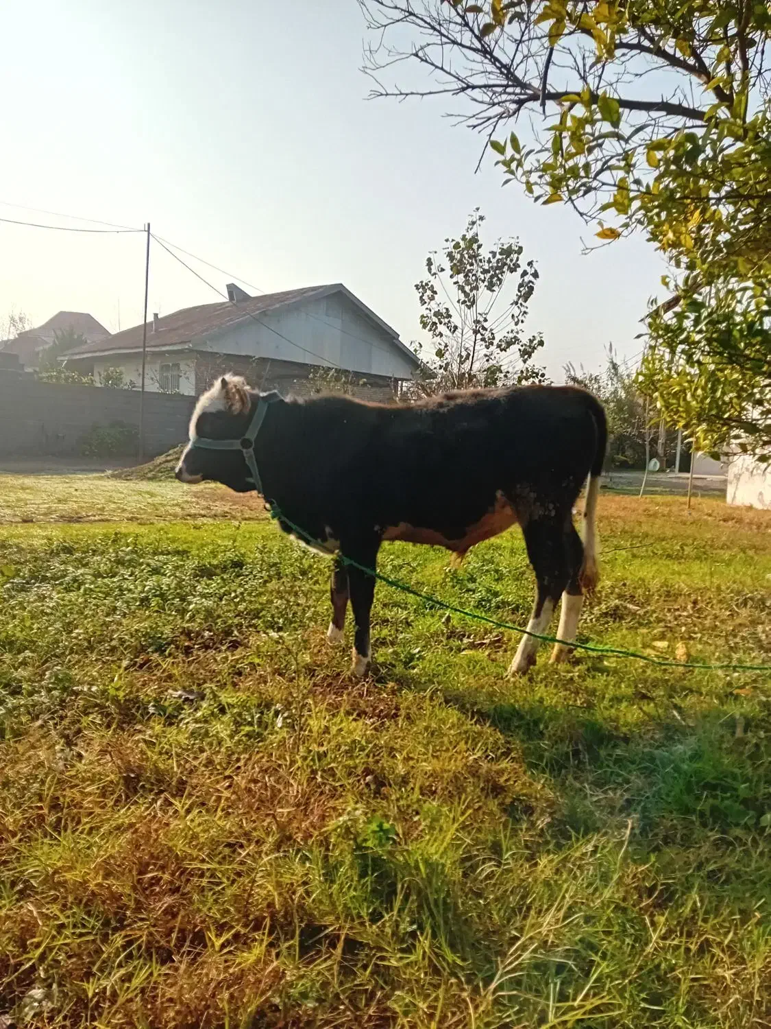 ورزا کوله چالوسی دورگ|حیوانات مزرعه|آستانه اشرفیه, |دیوار