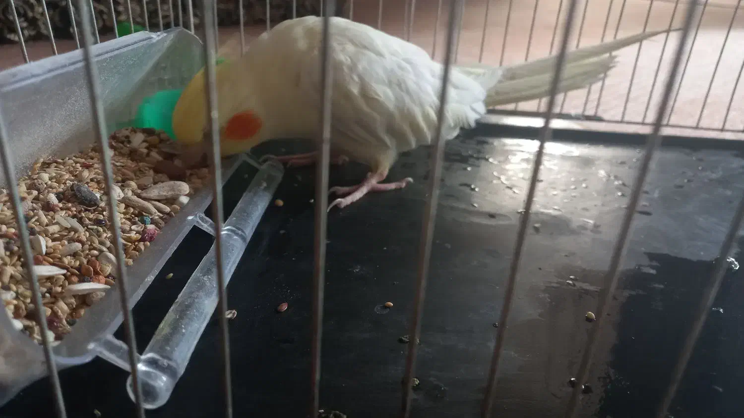 عروس هلندی همراه با قفس سالم|پرنده|گنبد کاووس, |دیوار