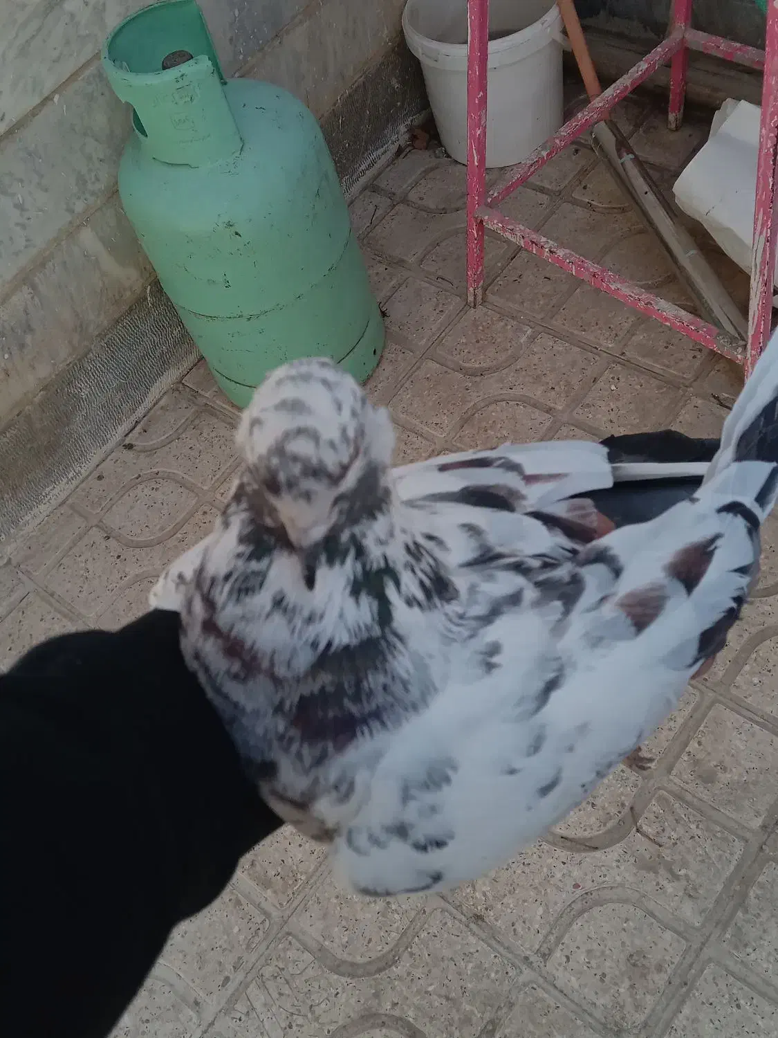 گمشده|حیوانات|گلپایگان, |دیوار