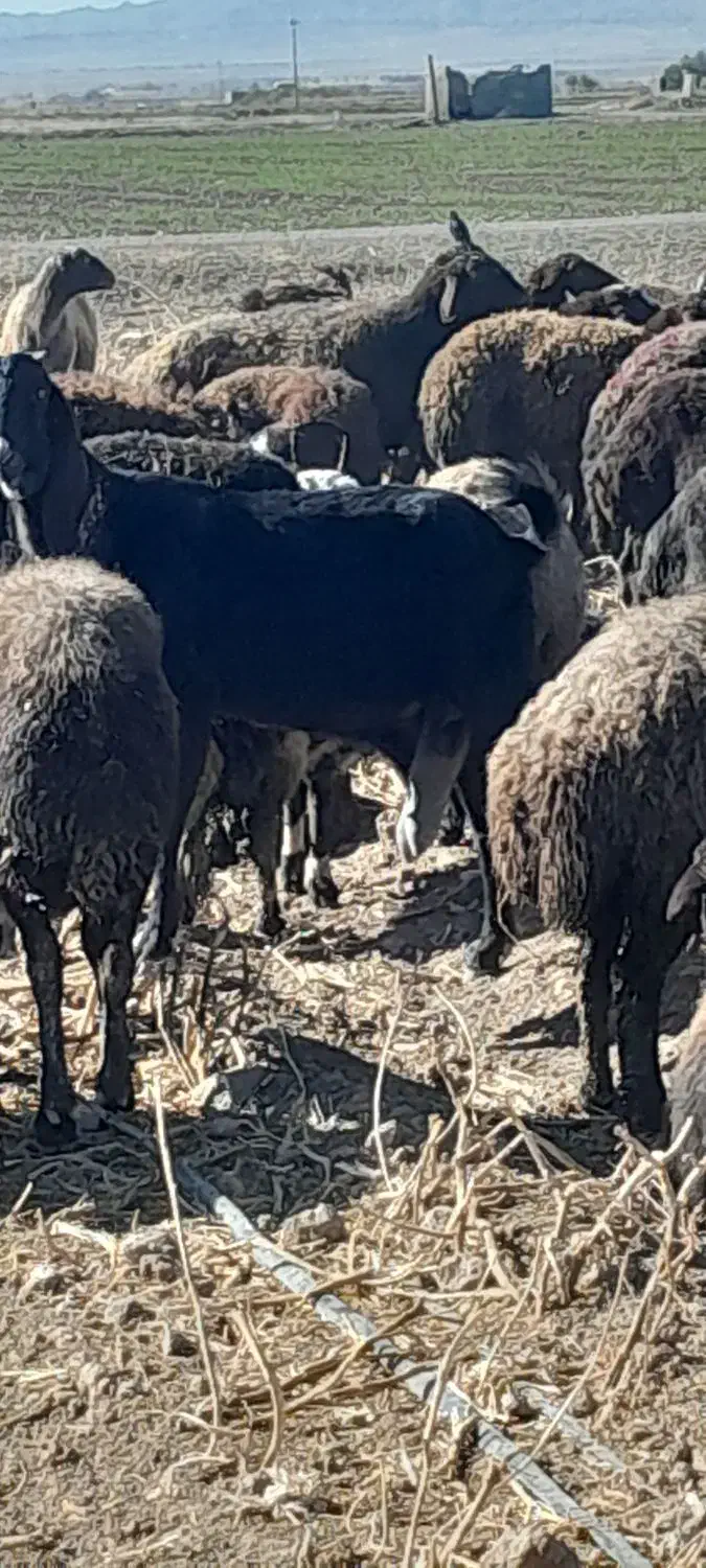 فروشی|حیوانات مزرعه|فریمان, |دیوار