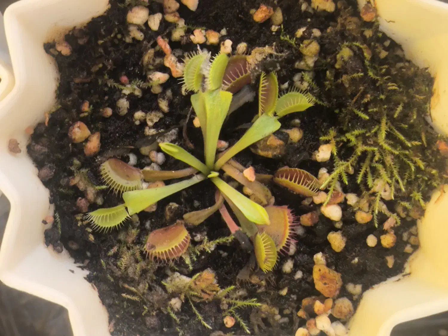 ونوس حشره خوار مناسب خاص پسند ها|گل و گیاه طبیعی|سامان, |دیوار