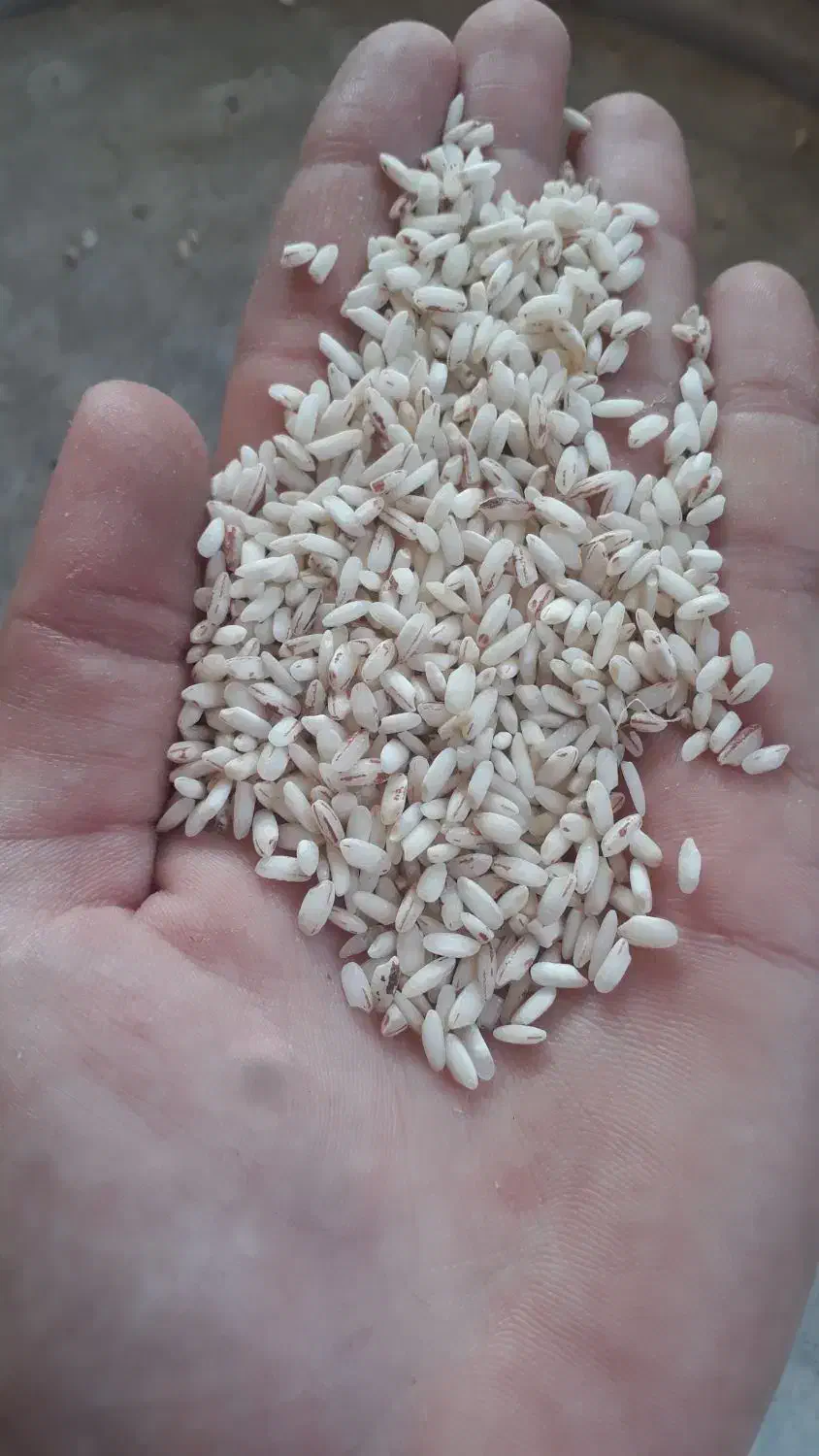 برنج قلوه|خوردنی و آشامیدنی|گوراب زرمیخ, |دیوار