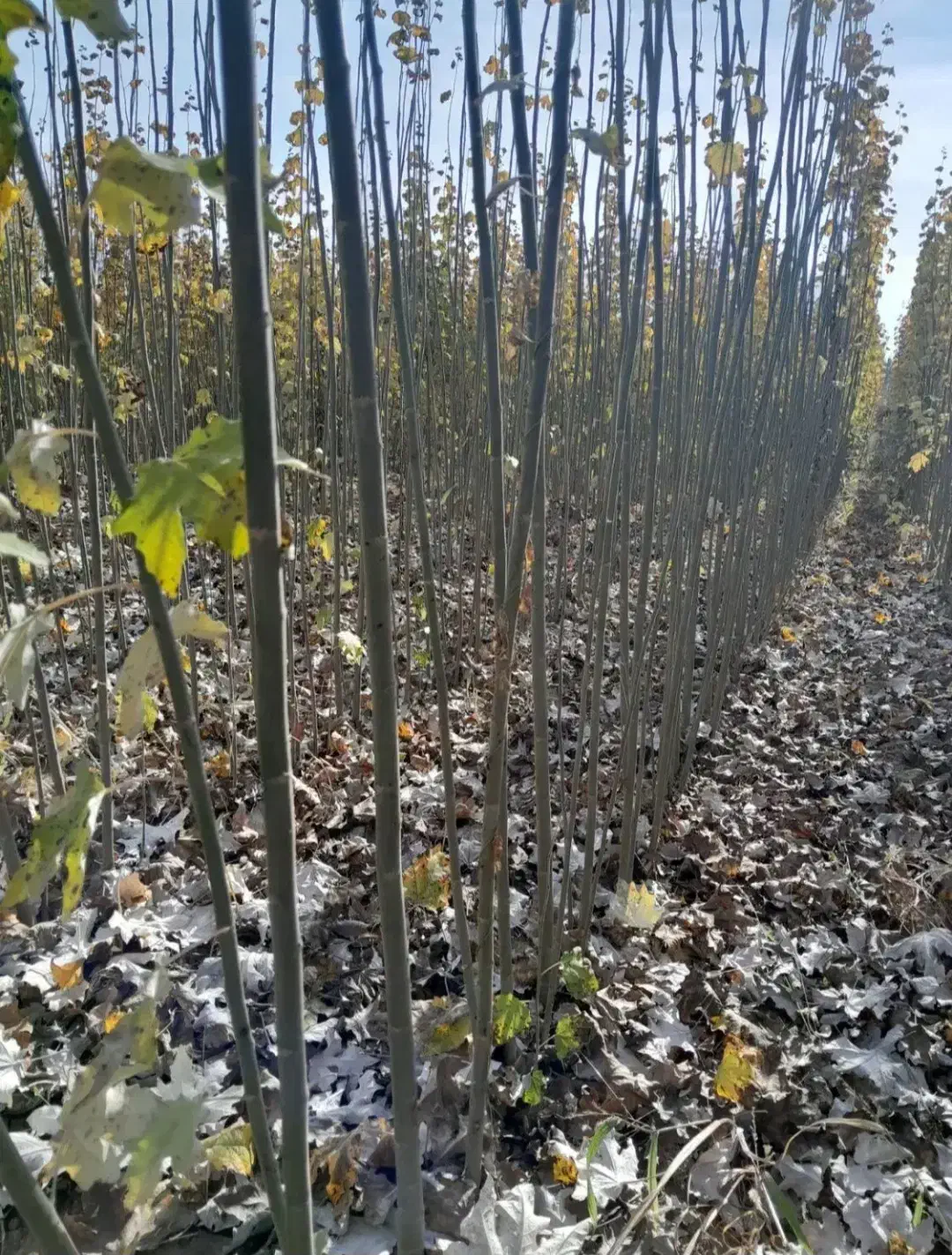 انواع نهال صنوبر یکساله ودوساله در نهالستان غرب|خدمات باغبانی و درختکاری|بانه, |دیوار