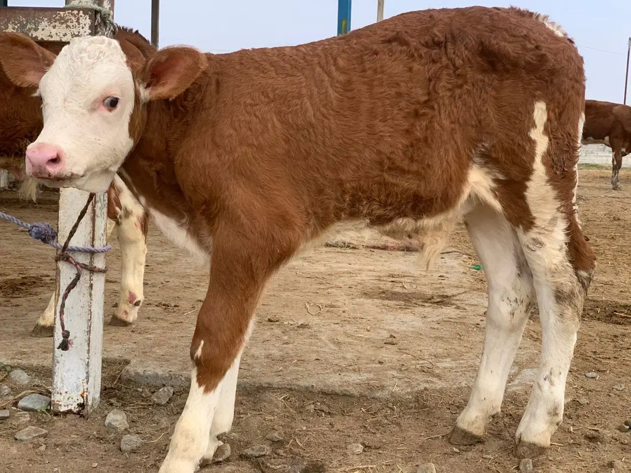 جنس درجه یک|حیوانات مزرعه|شمشک, |دیوار