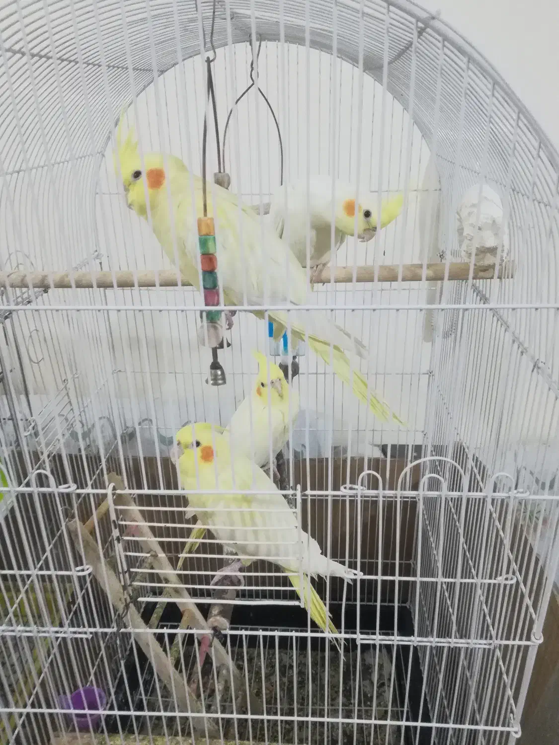 عروس هلندی لوتینو چشم شرابی|پرنده|ماهدشت, |دیوار