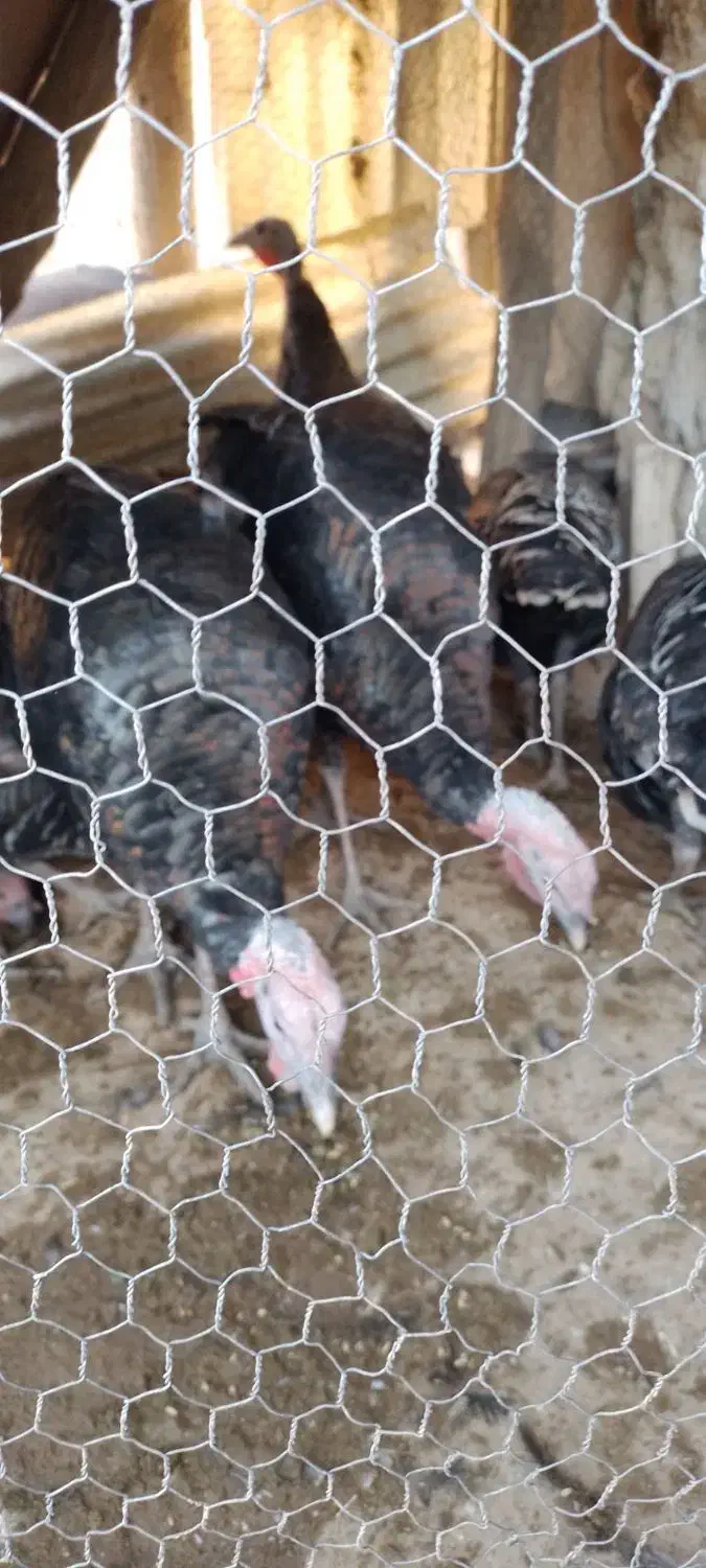 بوقلمون'محلی|حیوانات مزرعه|کلیائی, |دیوار