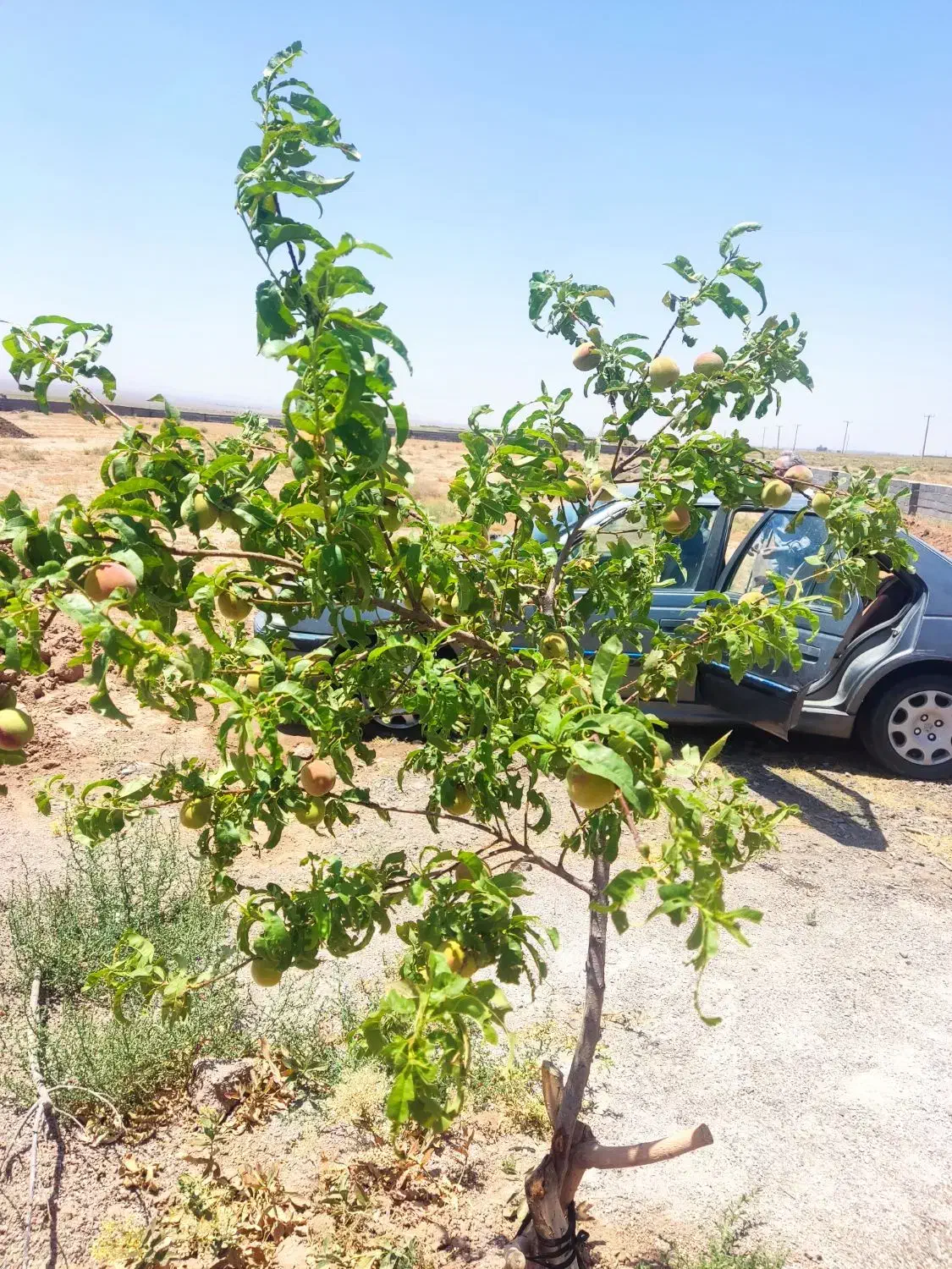 زمین باغ|فروش زمین و ملک کلنگی|زرندیه, |دیوار