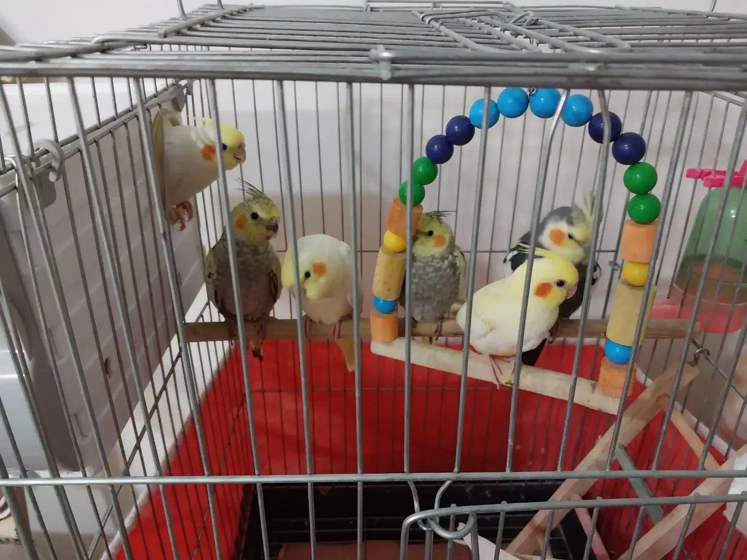 جوجه۳ماهه ویکونیم ماهه ویک جفت مولد بفروش می رسد.|پرنده|الوند, |دیوار