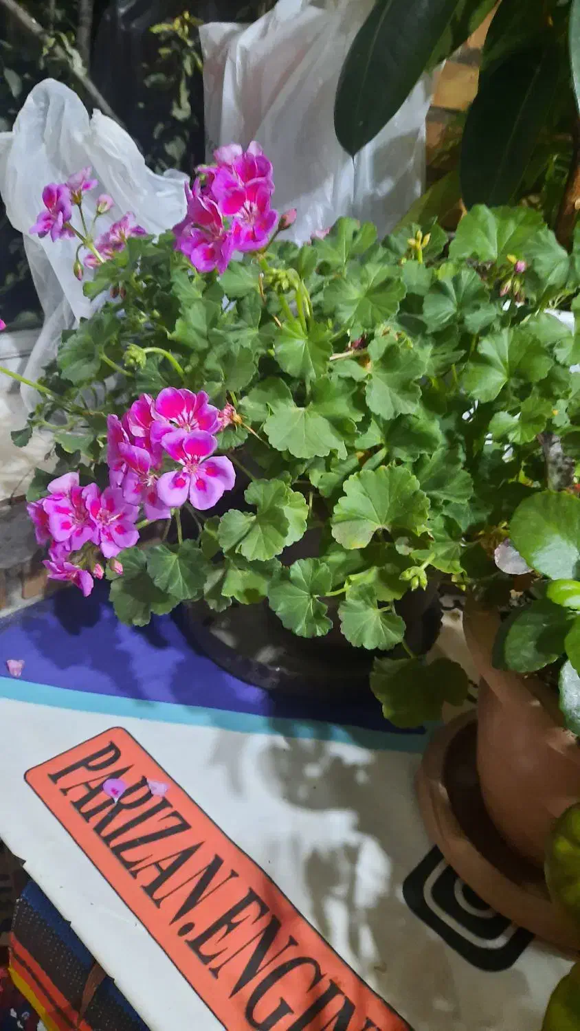 گلدان طبیعی|گل و گیاه طبیعی|نمین, |دیوار