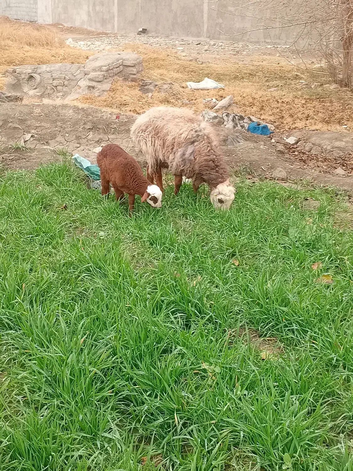 گوسفند خونی در هر ساعت از همه روزه|حیوانات مزرعه|مشهد, سیس‌آباد|دیوار