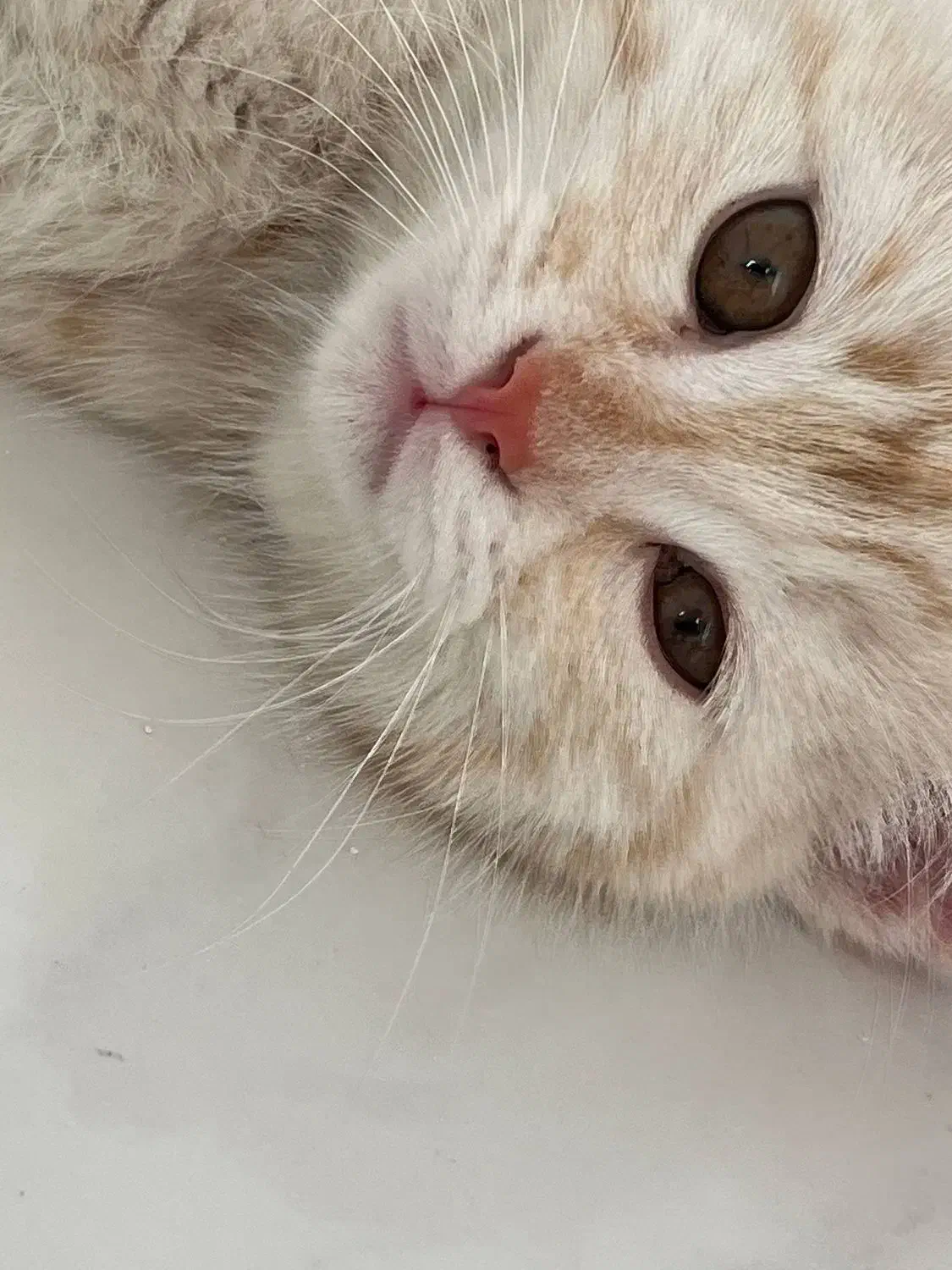 گربه اسکاتیش انفولد|گربه|مشهد, کوثر|دیوار