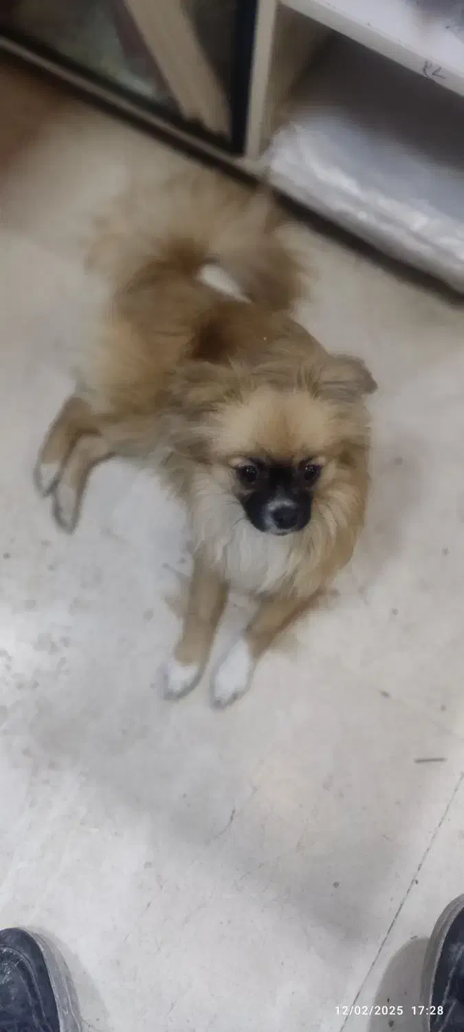 شیواوا موبلند|سگ|تهران, ائمه اطهار|دیوار