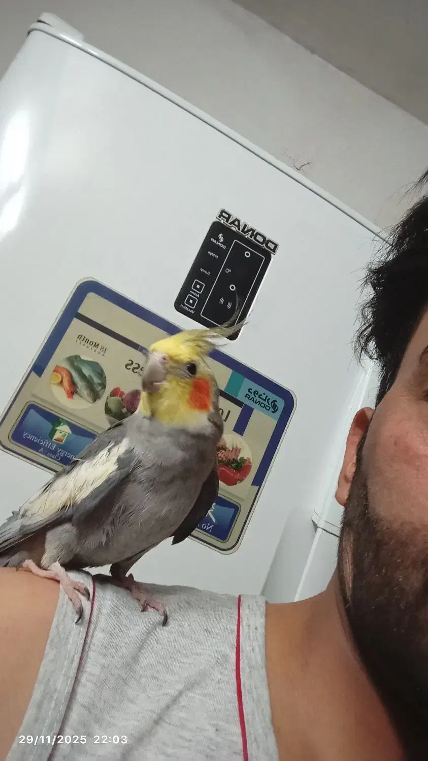 عروس هلندی نر|پرنده|مشهد, شهرک شهید باهنر|دیوار