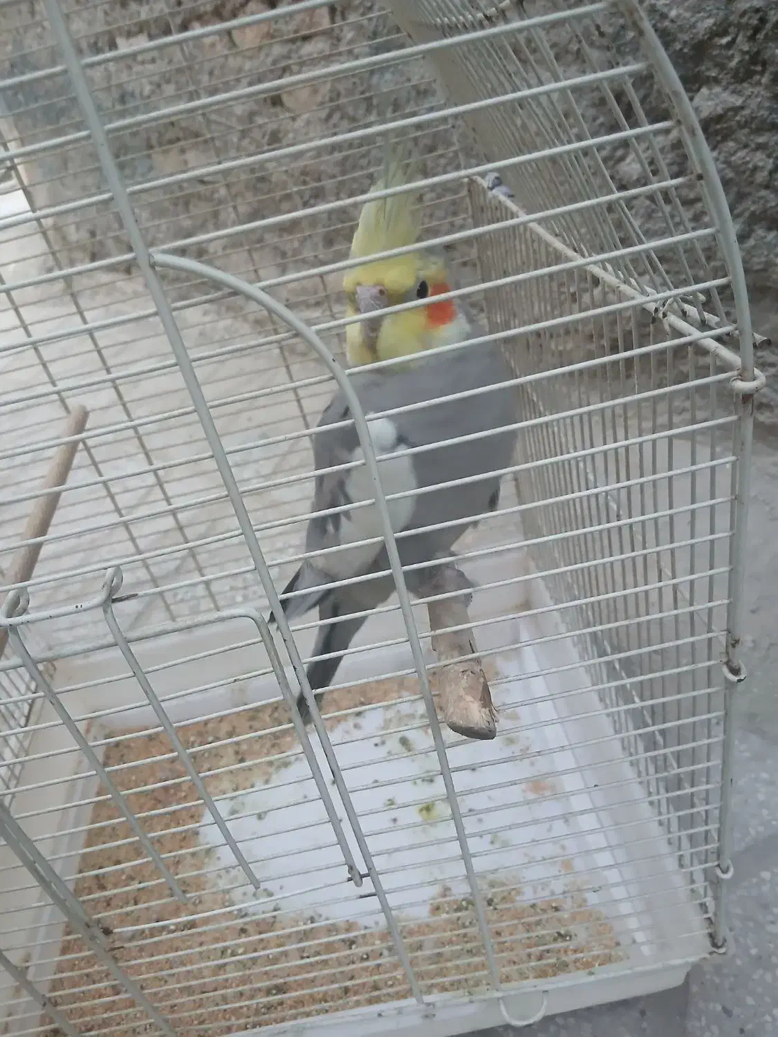 پرنده|پرنده|باقرشهر, |دیوار