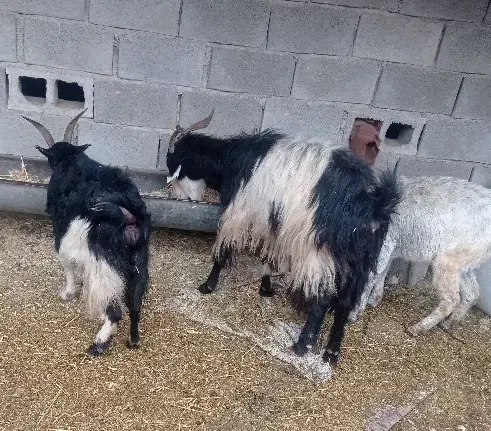 بز داشتی ابستن|حیوانات مزرعه|بهبهان, |دیوار