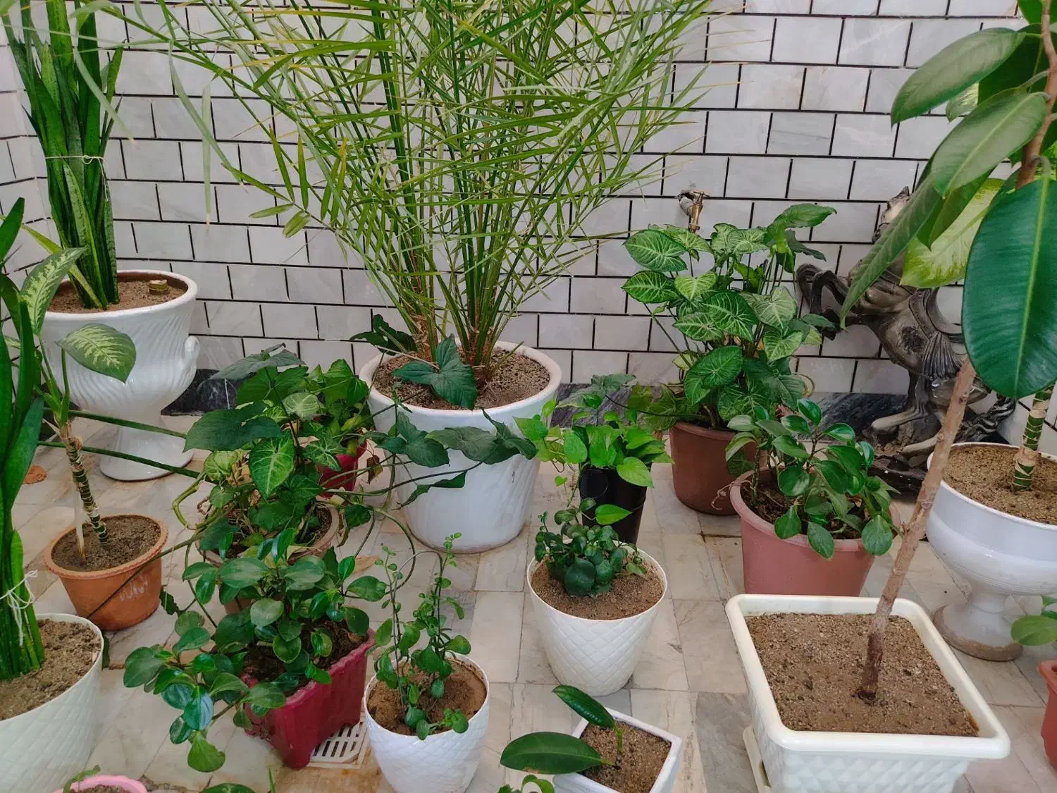 درختچه|گل و گیاه طبیعی|دورود, |دیوار