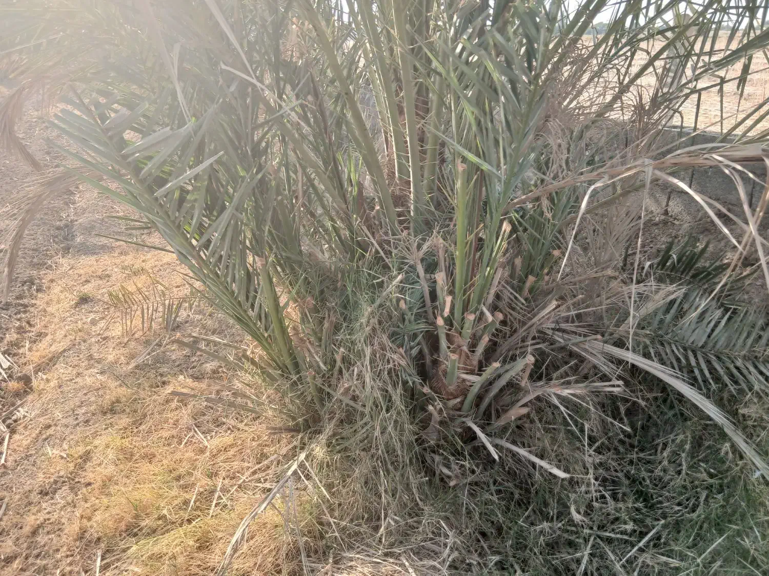 انواع پاجوش زاهدی خاصی حاجی محمدی کبکاب و برهی|خدمات باغبانی و درختکاری|بهبهان, |دیوار