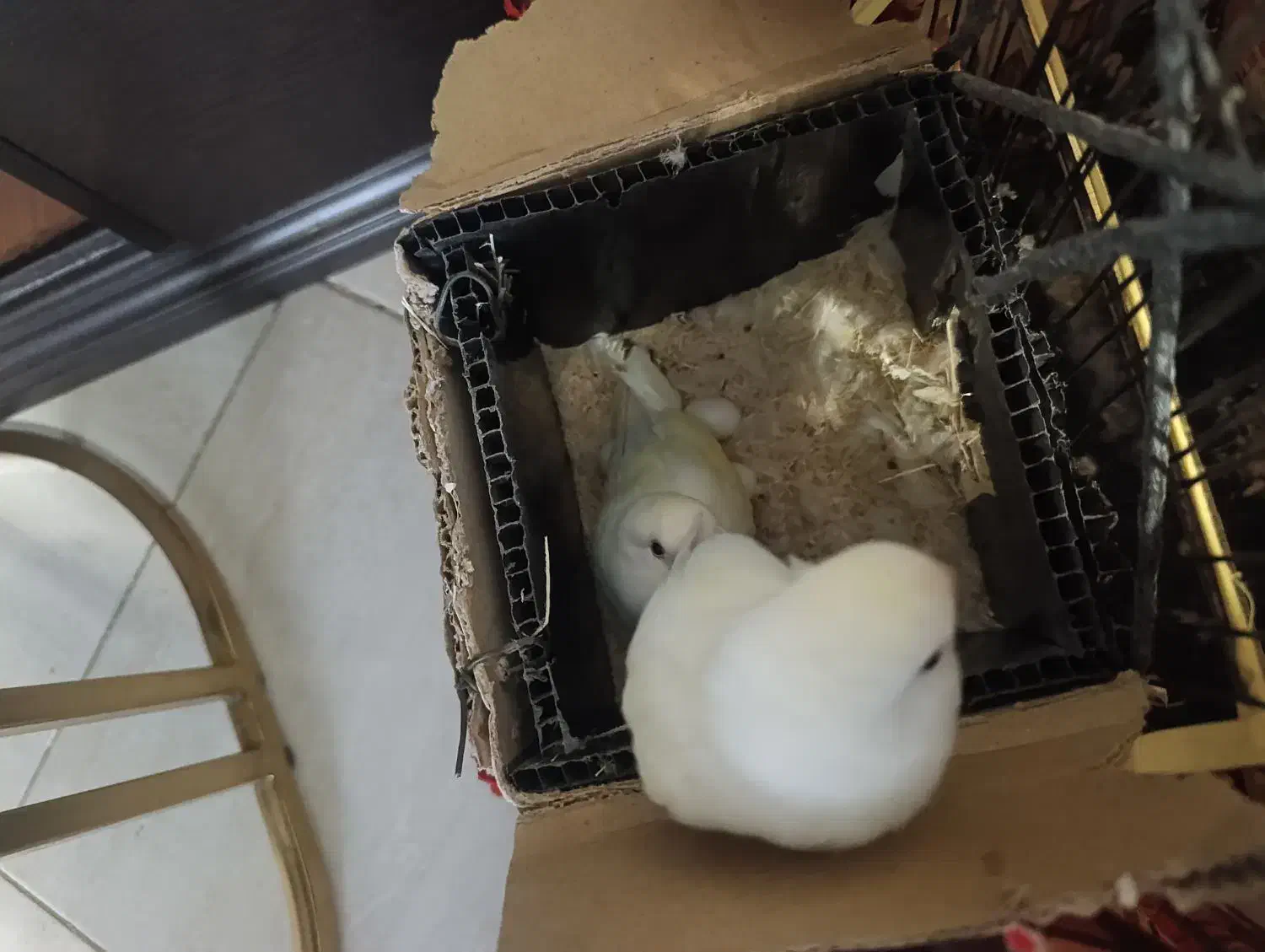 یک جفت نر و ماده طوطی برزیلی آلبینو|پرنده|ملایر, |دیوار