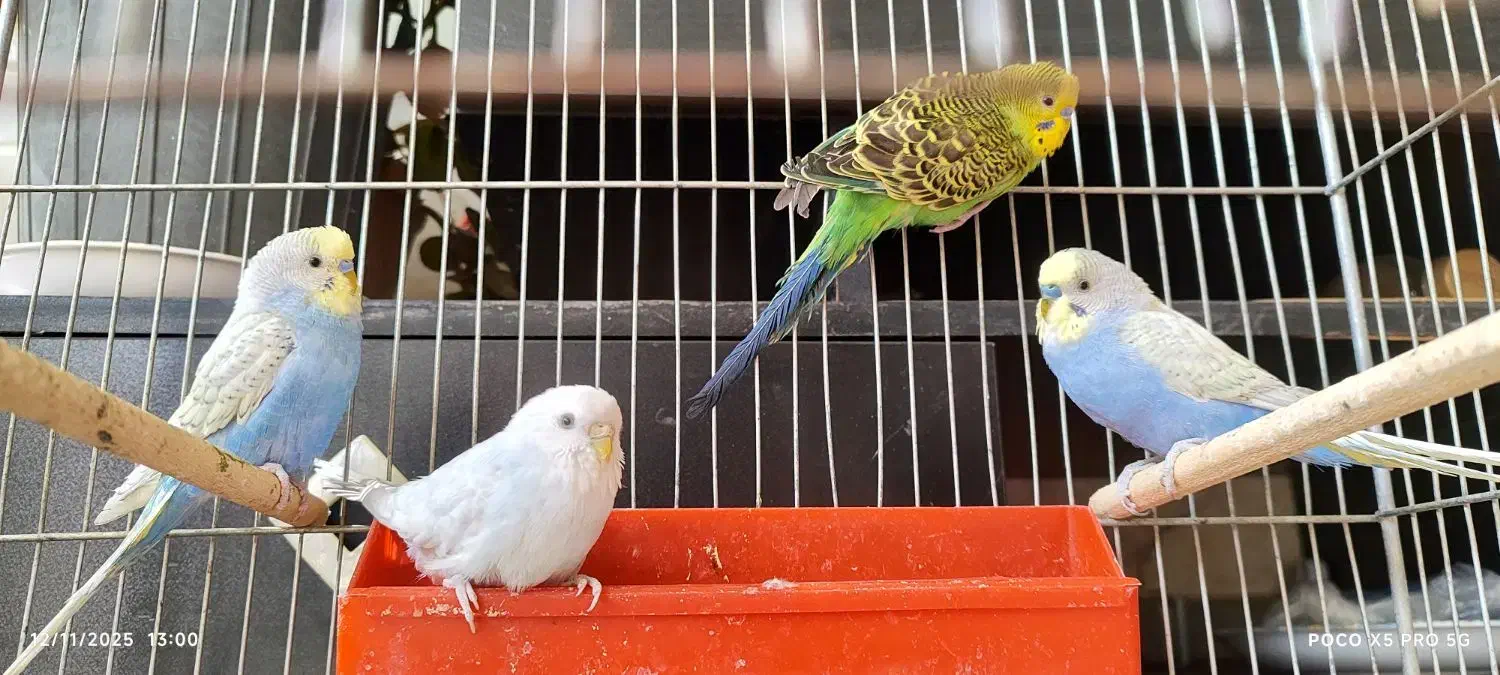 مرغ عشق|پرنده|نجف‌آباد, گلبهار|دیوار