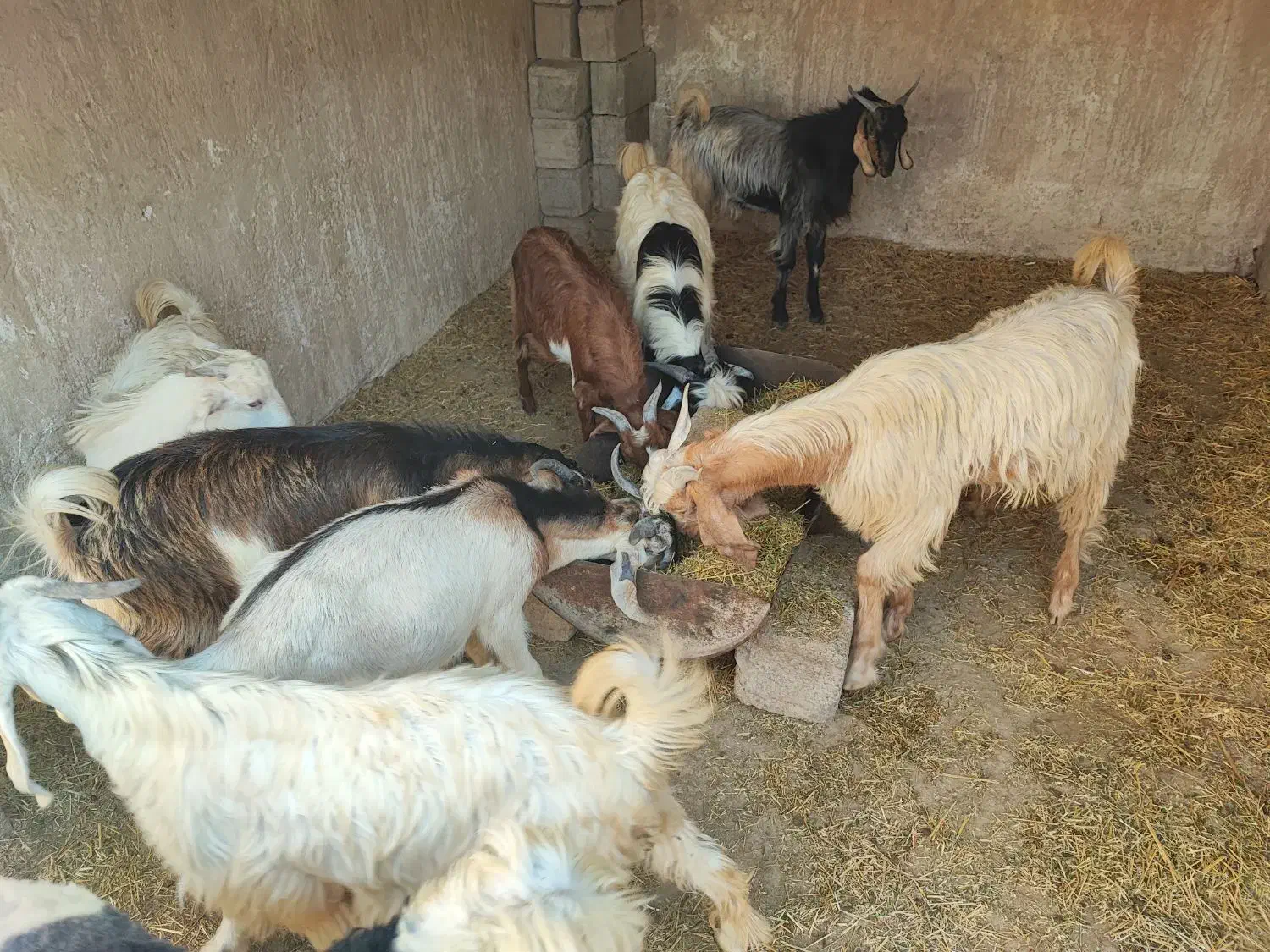 کهره نر|حیوانات مزرعه|وحدتیه, |دیوار