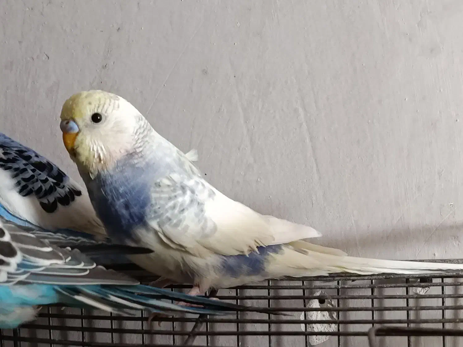 مرغ عشق پروانه ای وانگلیسی|پرنده|شیراز, جوادیه|دیوار