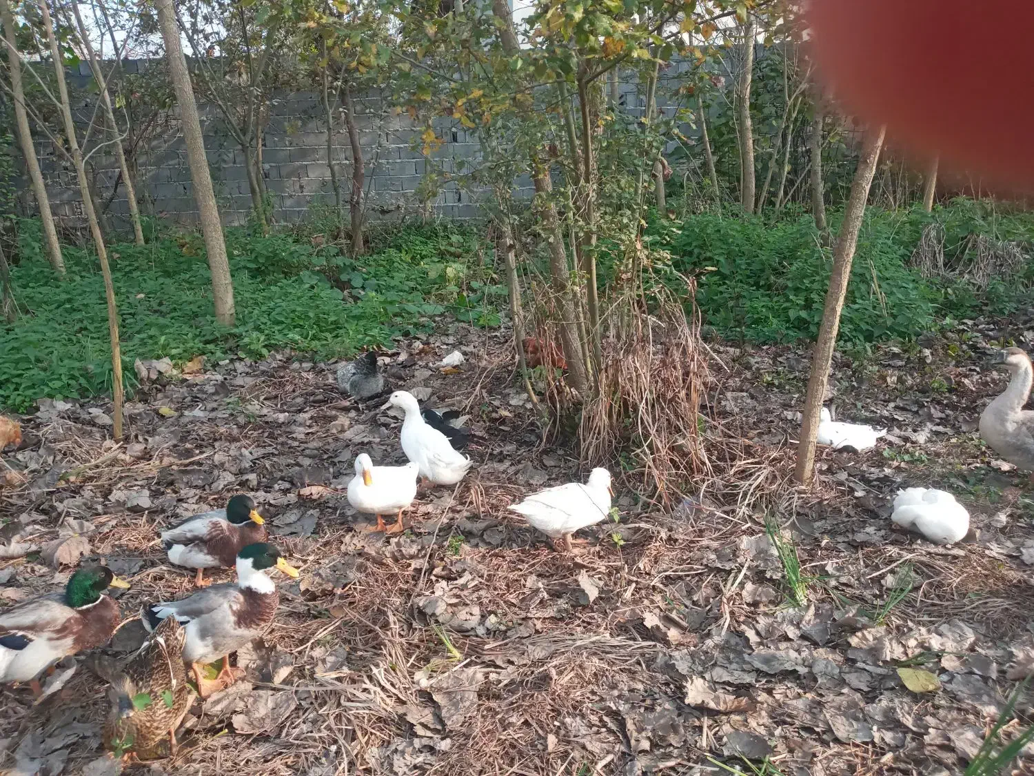 اردک محلی تازه|حیوانات مزرعه|سیاهکل, |دیوار