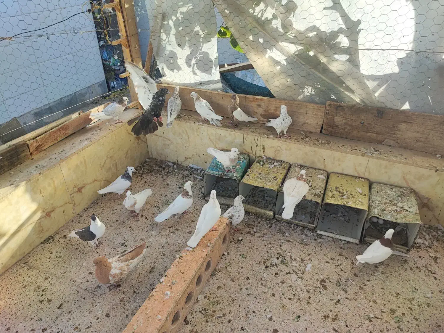 کفتر|پرنده|قائن, |دیوار