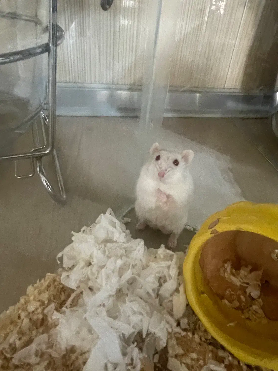 همستر کمپل|موش و خرگوش|یزد, |دیوار