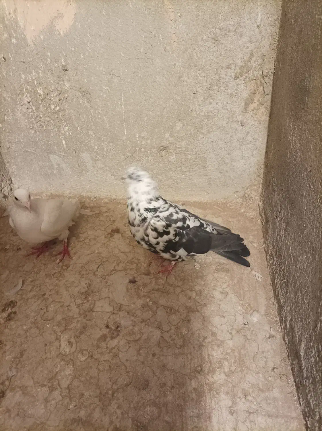 سار سیاه نر قولدور|پرنده|سبزوار, زینبیه|دیوار