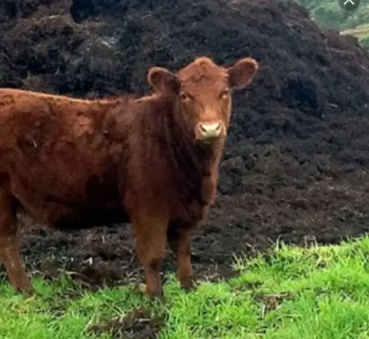 فروش و حمل کود حیوانی|عمده‌فروشی|قائم‌شهر, |دیوار