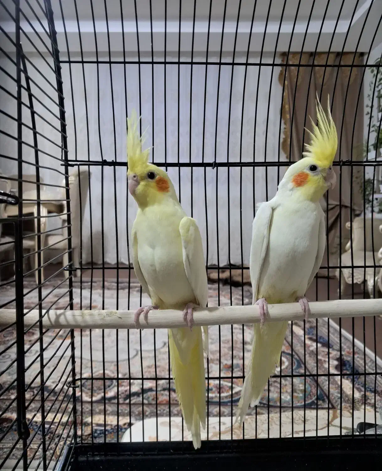 عروس هلندی لوتینو زعفرانی|پرنده|ابهر, |دیوار