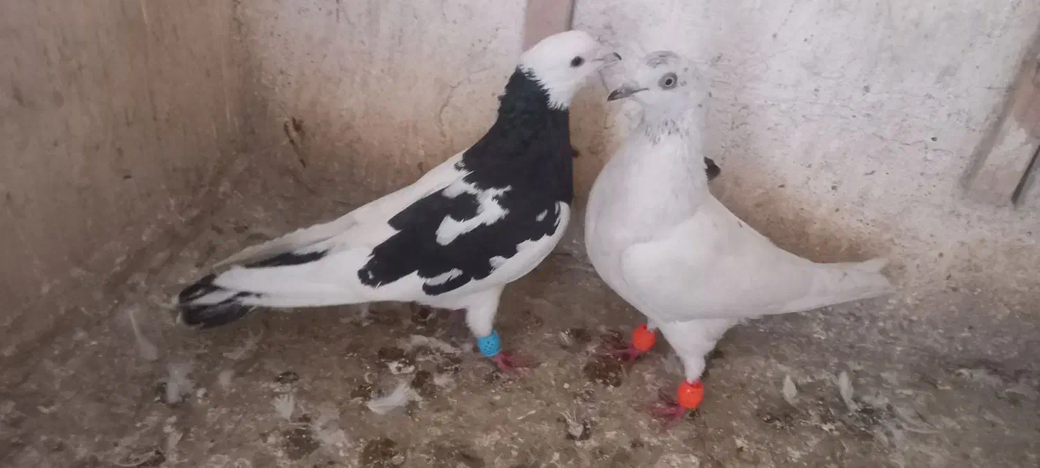 کفتر صید رنگه وتهرانی|پرنده|مشهد, شهید آوینی|دیوار