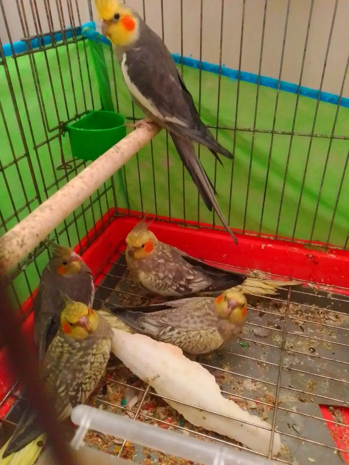 عروس هلندی سالم سرحال|پرنده|چهارباغ, |دیوار