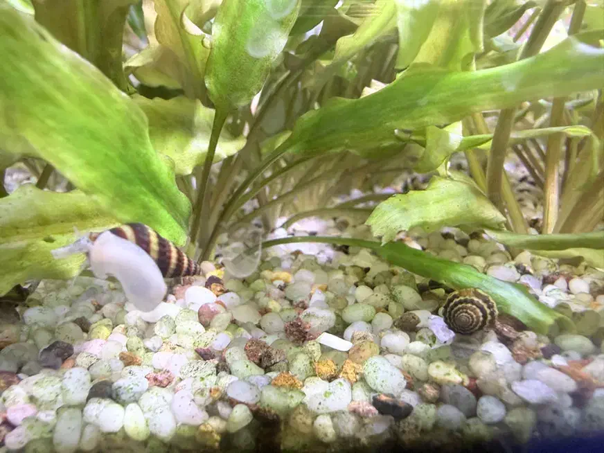 حلزون کلییر|خزنده|تبریز, |دیوار