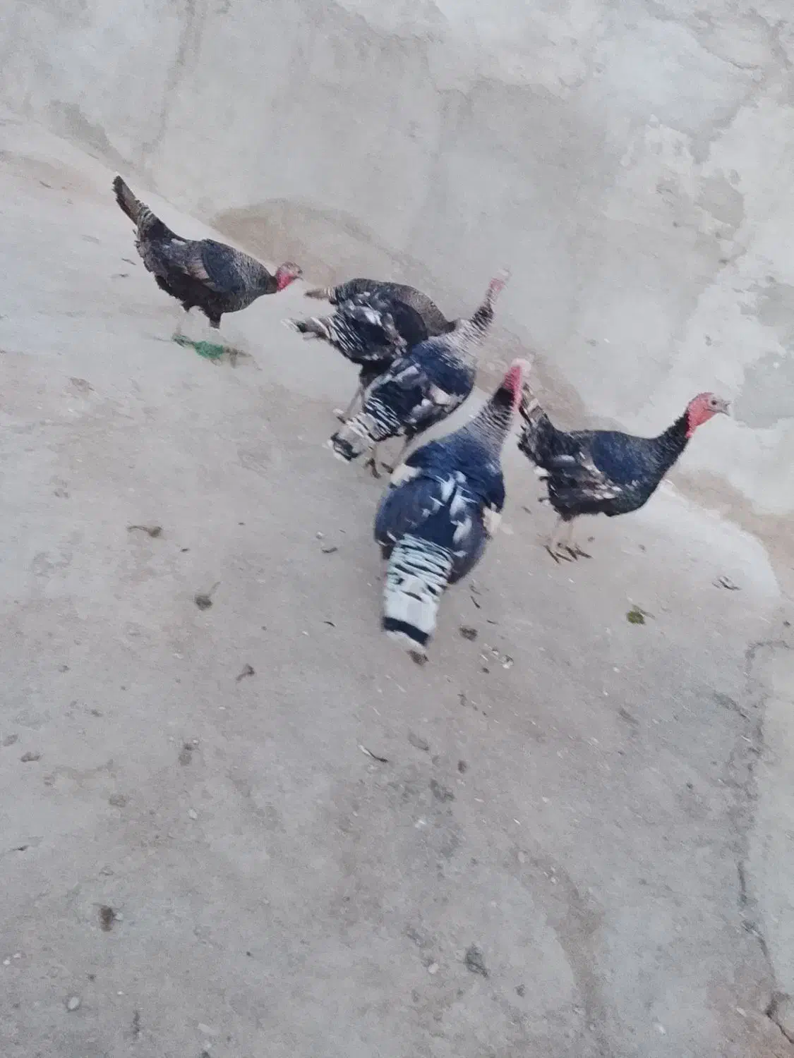 بوقلمون فروش|حیوانات مزرعه|هامون, |دیوار