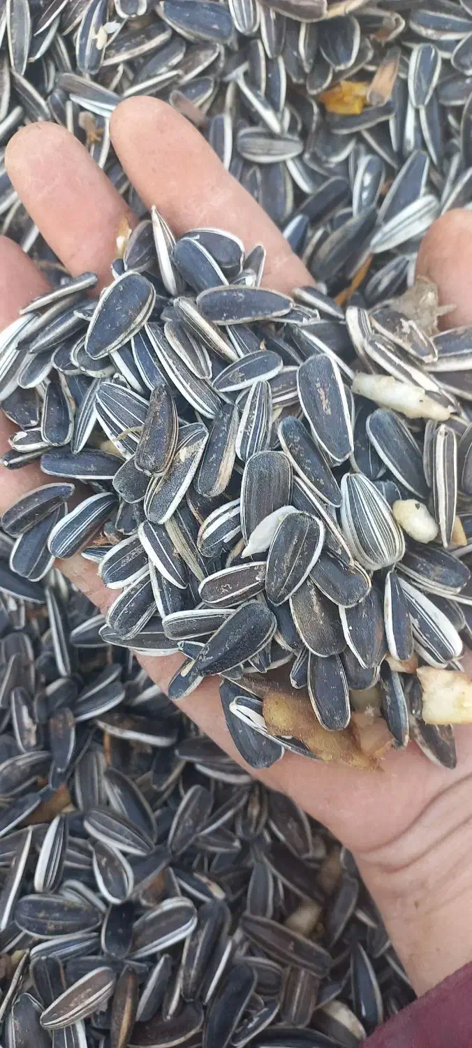 تخمه اس ۴۰۰|خوردنی و آشامیدنی|ماهنشان, |دیوار