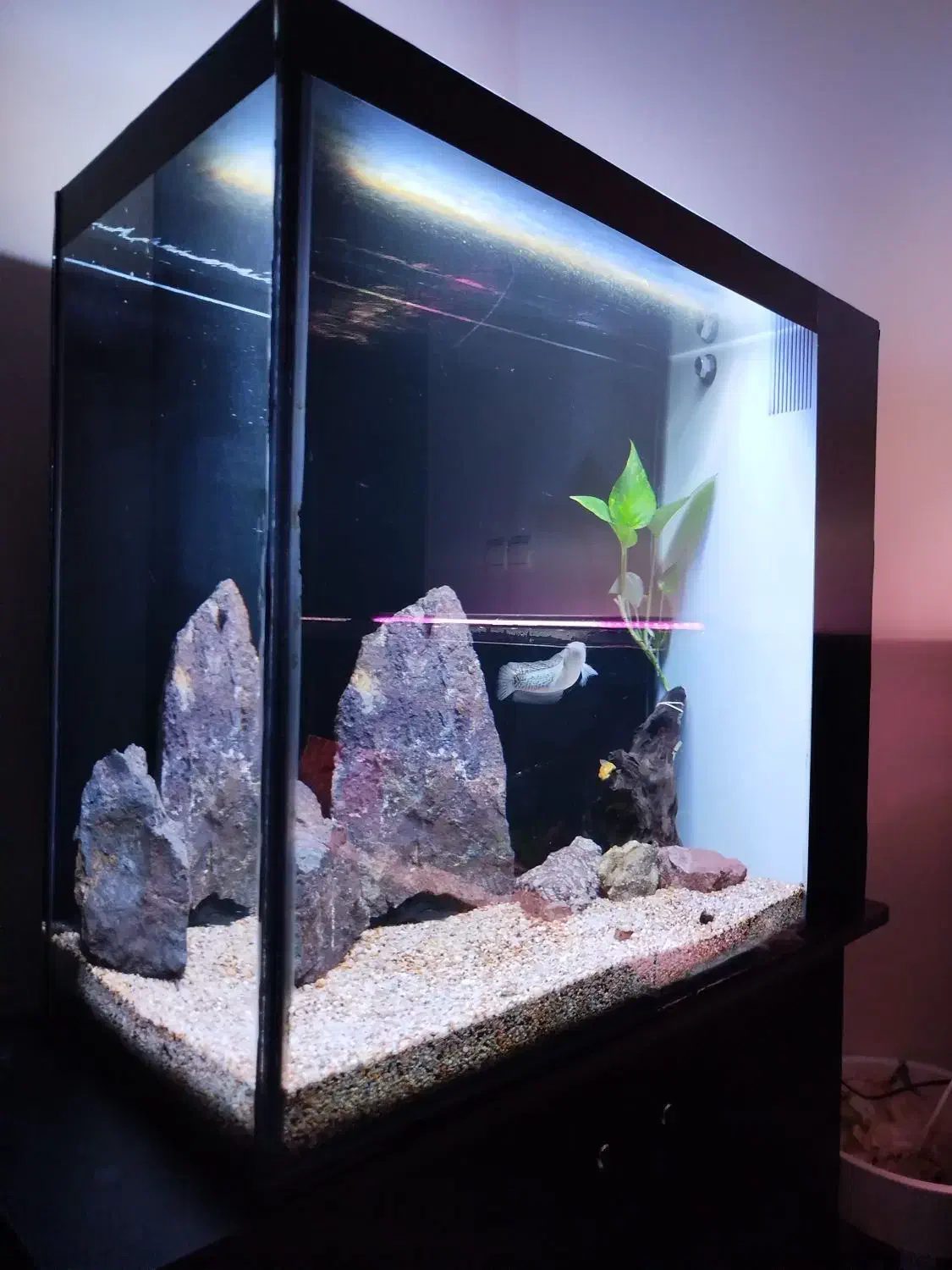 ۲ عدد آکواریوم ریملس بکسامپ و ۲ عدد چانا هایفمن|ماهی|تهران, آسمان|دیوار