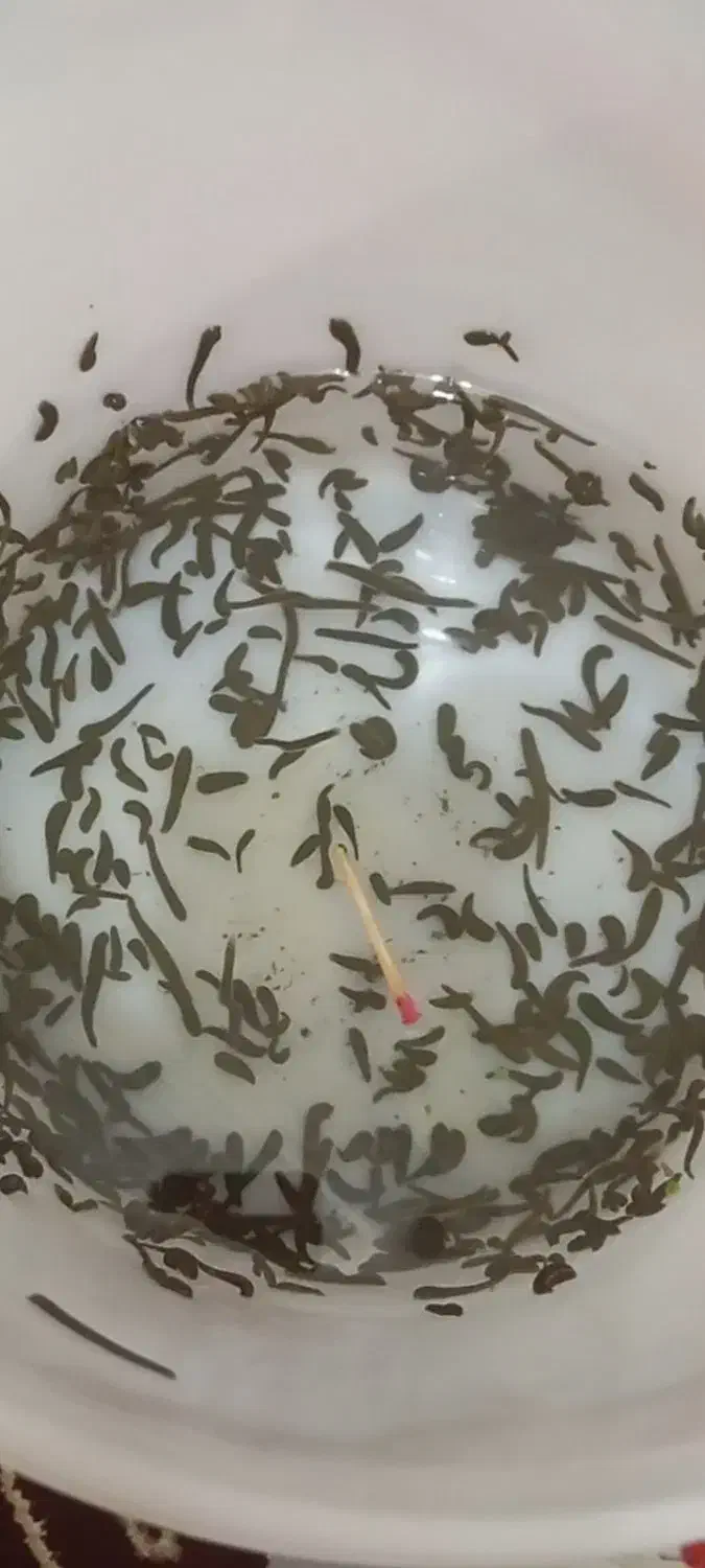 زالو صیدی کبریتی|آرایشی، بهداشتی، درمانی|بندر انزلی, چهارفریضه|دیوار