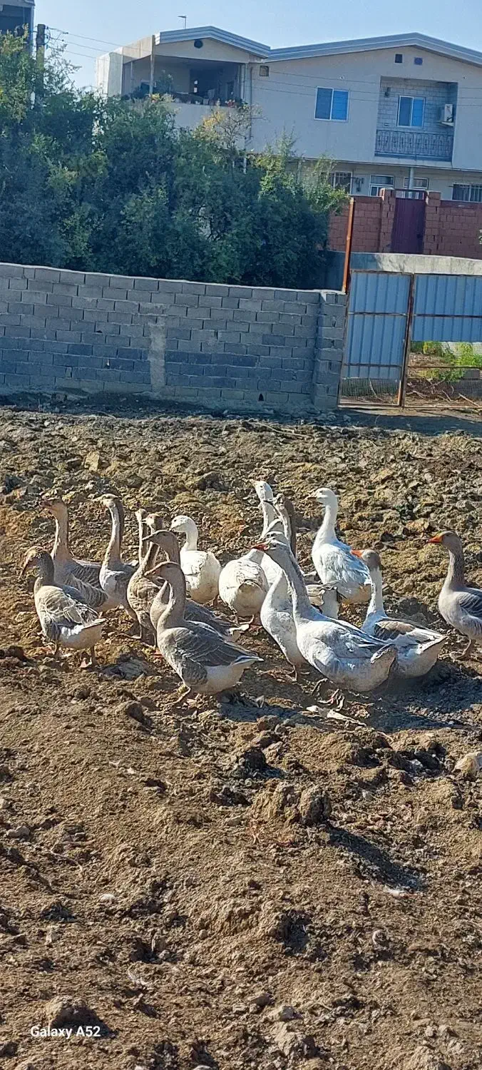 غاز های بالغ تخم گذار|حیوانات مزرعه|بهشهر, |دیوار