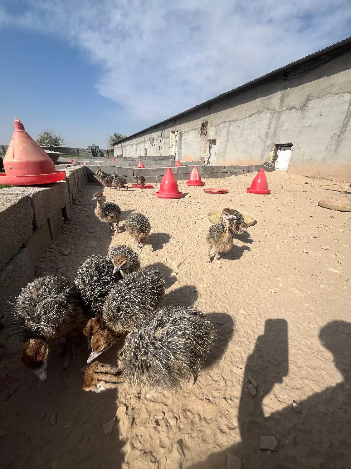 جوجه شترمرغ|حیوانات مزرعه|مشهد, تبادکان|دیوار