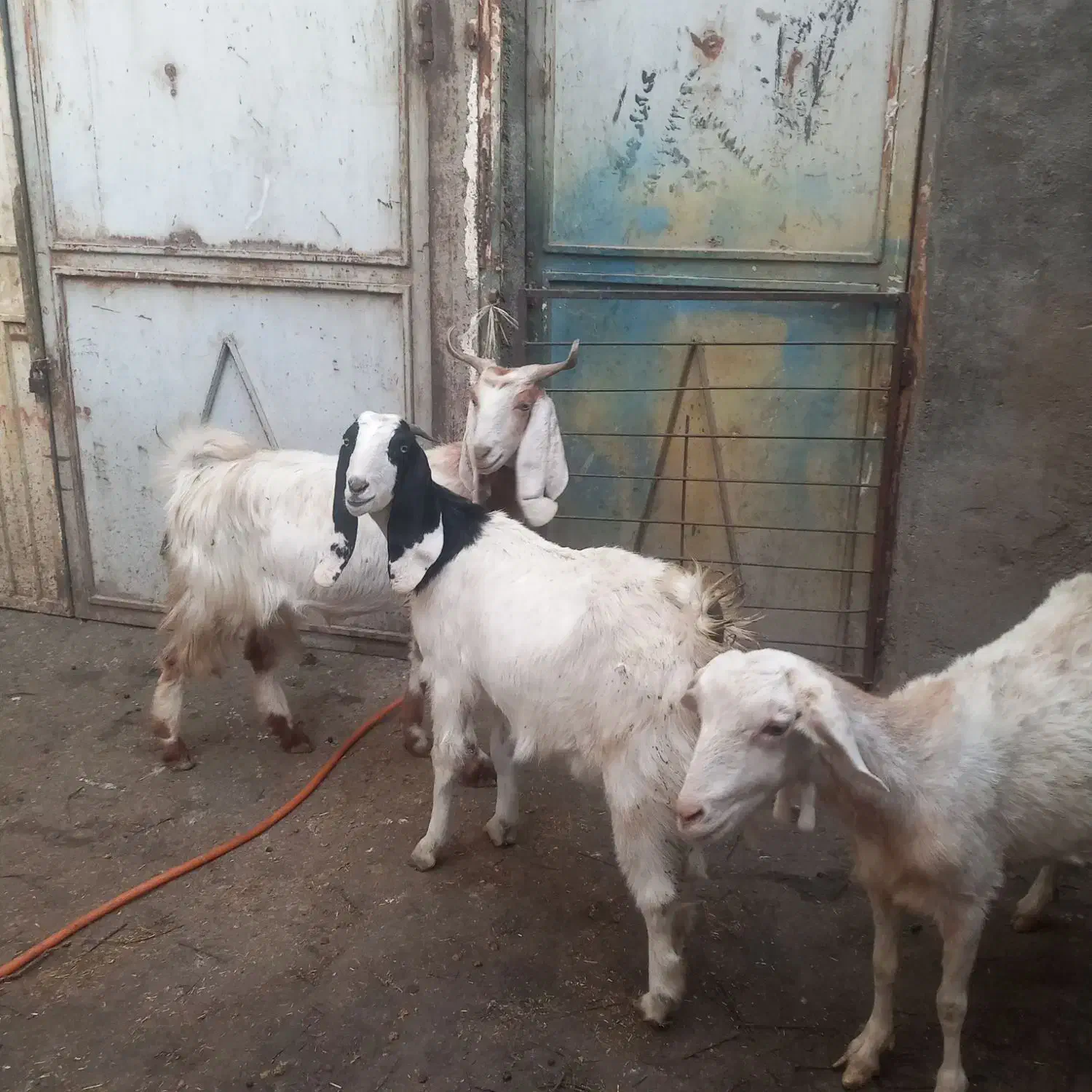 بز پاکستانی  دودندان وبز دوبرسانن|حیوانات مزرعه|مشهد, خلق آباد سفلی|دیوار