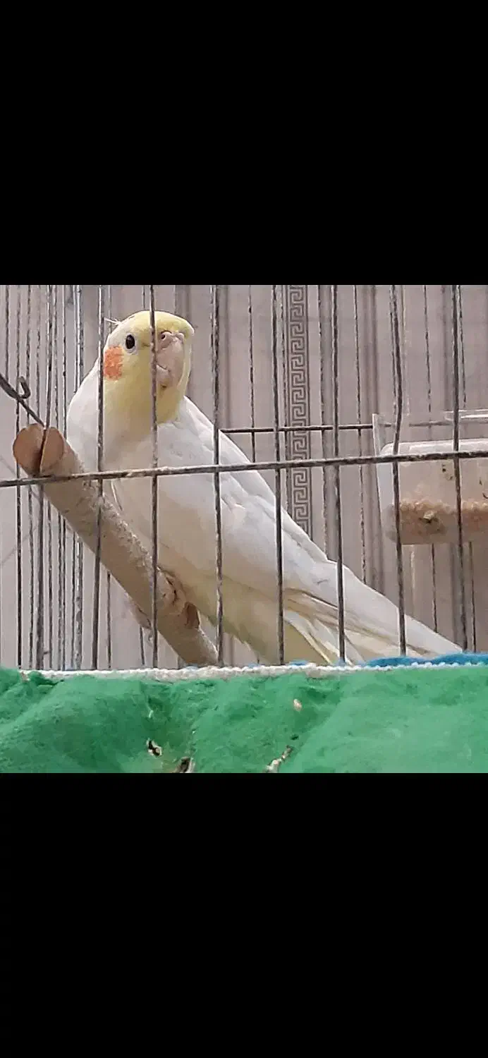 حراج حراج پرنده و محلی معاوضه دارم|حراج|علیآباد کتول, |دیوار