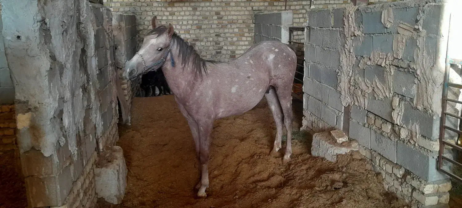 کره مادیون نوه تاراج۲۰۰۰۰۰۰۰۲|اسب و تجهیزات اسبسواری|اصفهان, فرودگاه شهید بهشتی|دیوار