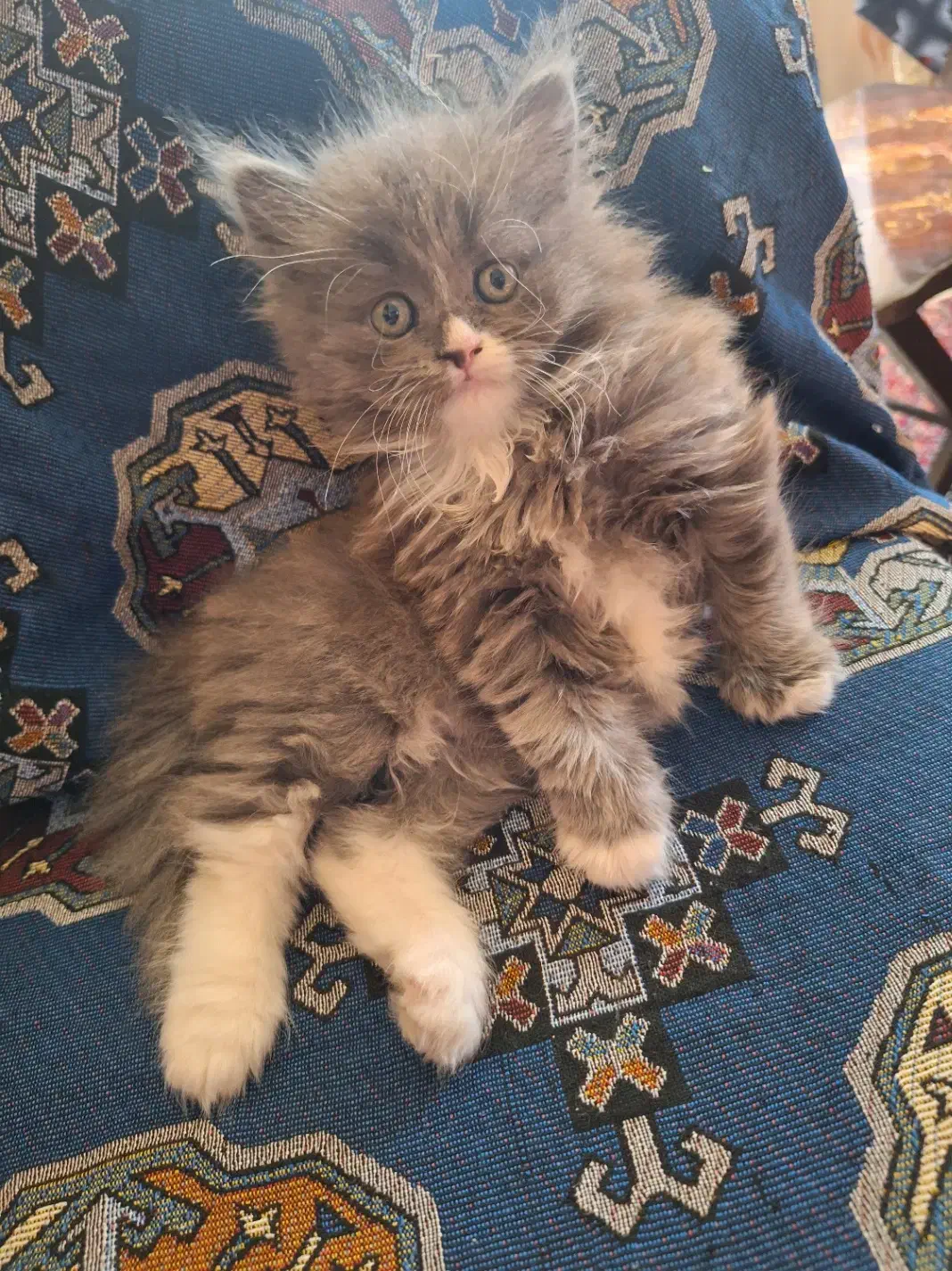 گربه پرشین نر|گربه|زنجان, |دیوار