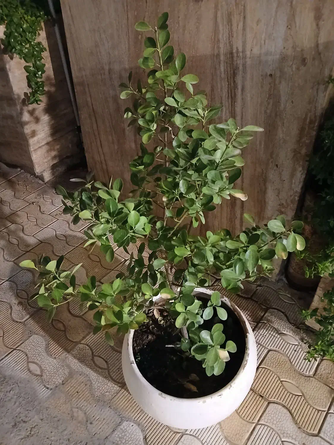 گل شمشاد|گل و گیاه طبیعی|مشهد, سجاد شهر|دیوار