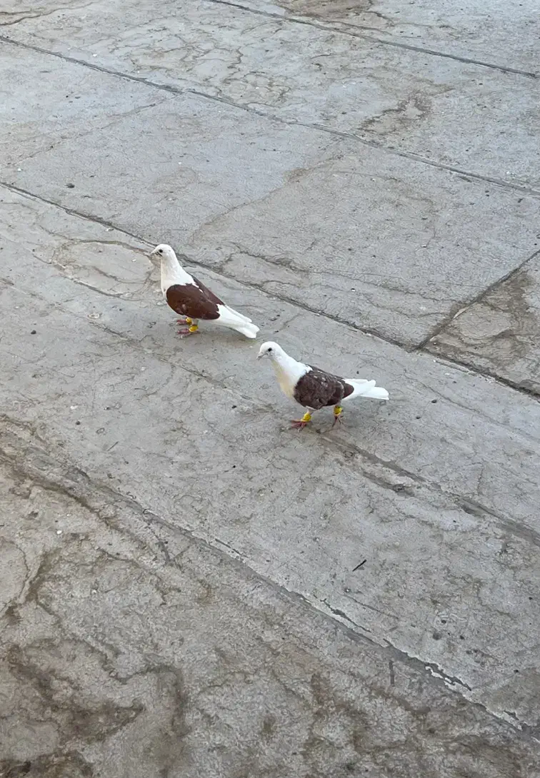 کبوتر پشدار|پرنده|قزوین, |دیوار