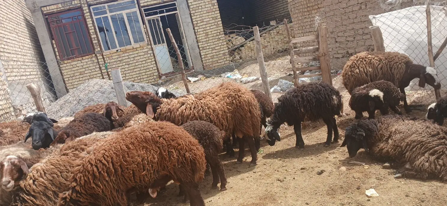 قوچ|حیوانات مزرعه|بربرود, |دیوار