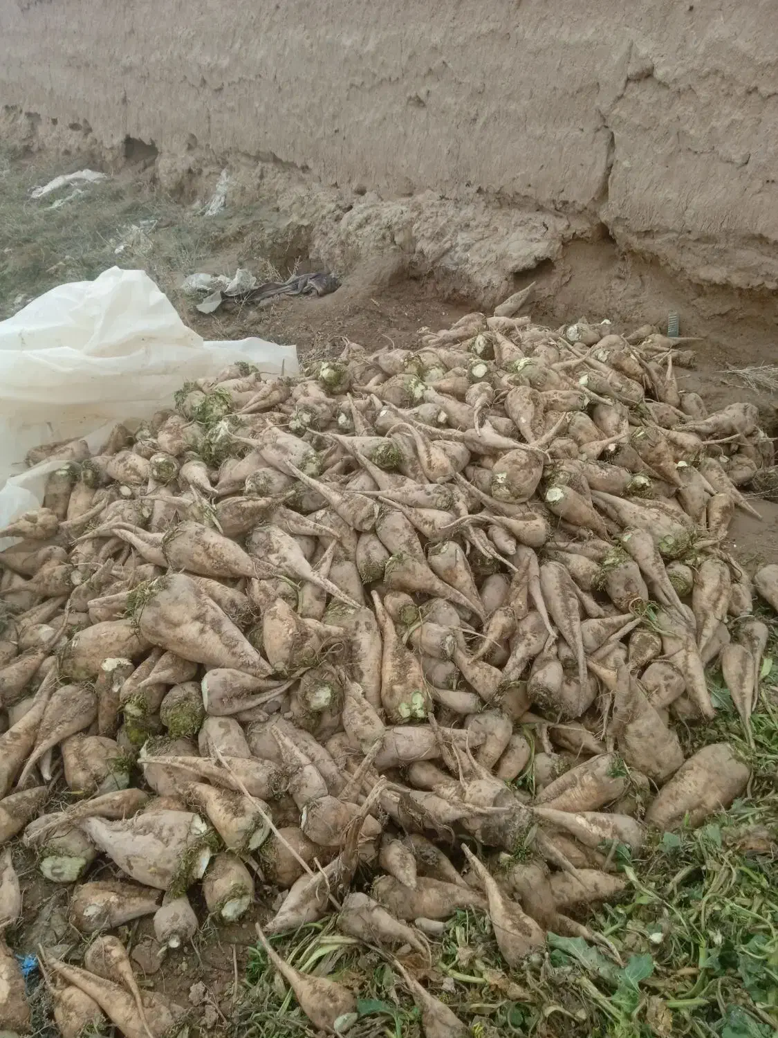 جغندر دامی|لوازم جانبی حیوانات|اسفراین, |دیوار