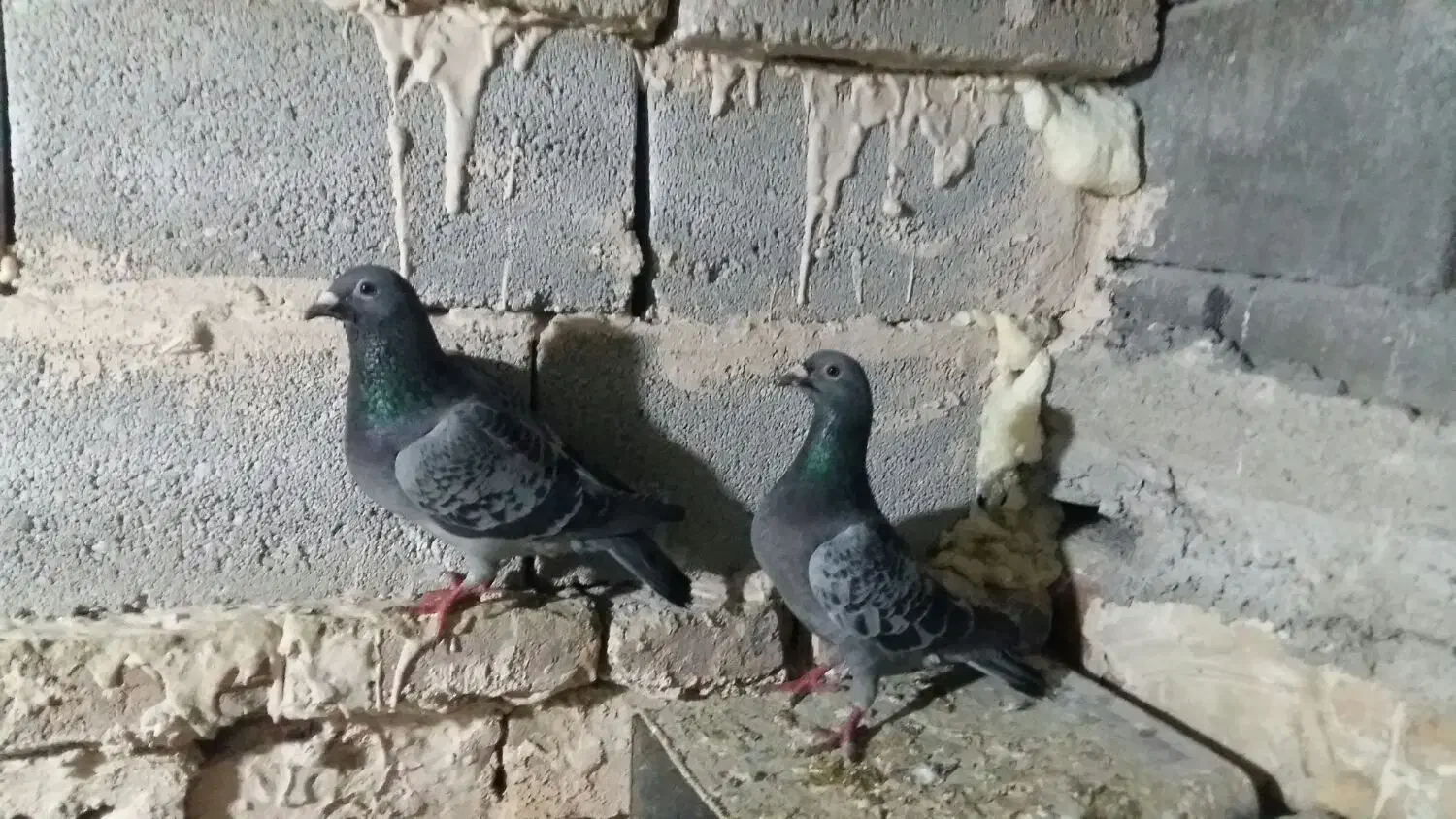 کبوتر مسافتی|پرنده|ارومیه, |دیوار