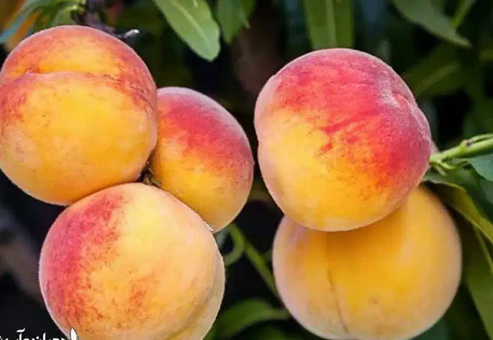 شروع پیش فروش نهال هلو آلبرتا دوساله|خدمات باغبانی و درختکاری|لالجین, |دیوار